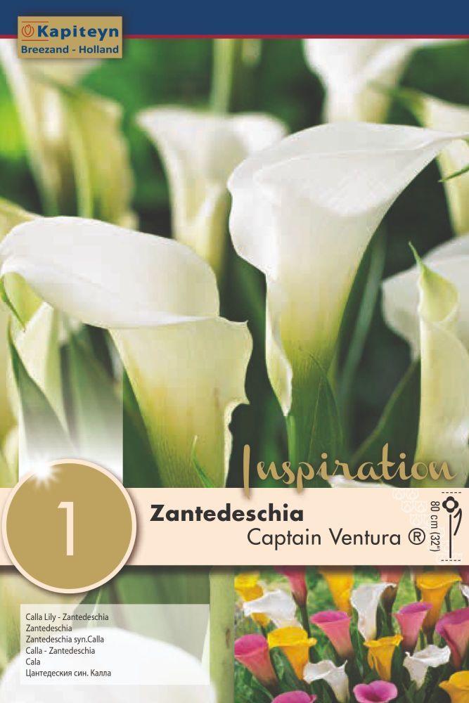 Zantedeschia Captain Venturea - 1 Bulb