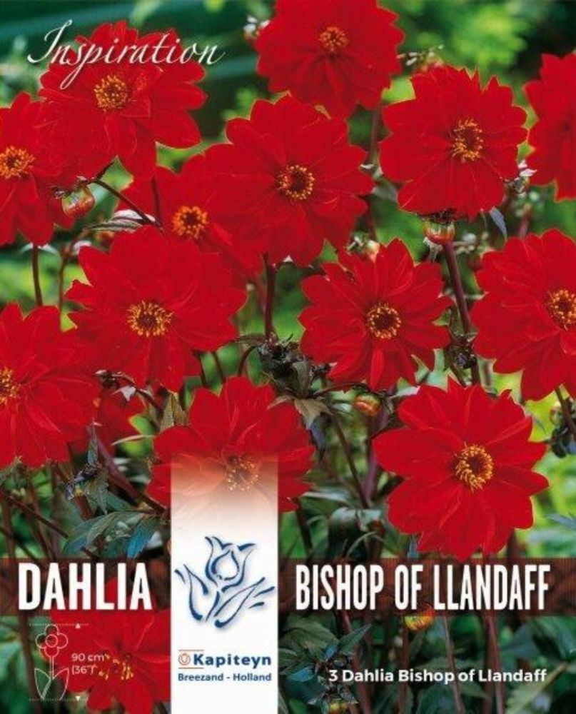 Dahlia Bishop of LLandaff - 3 Bulbs