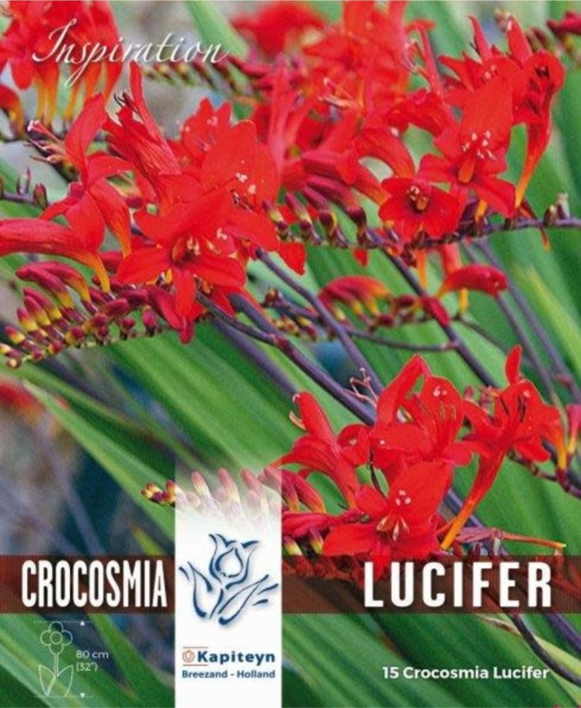 Crocosmia Lucifer - 15 Bulbs