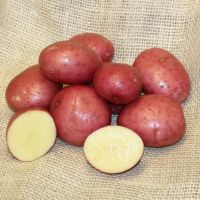 SETANTA second earlies seed potatoes