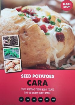 CARA seed potatoes main crop