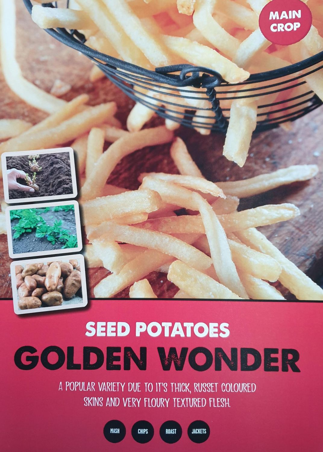 GOLDEN WONDER seed potatoes main crop