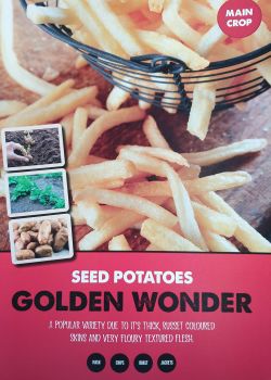 GOLDEN WONDER seed potatoes main crop 2kg