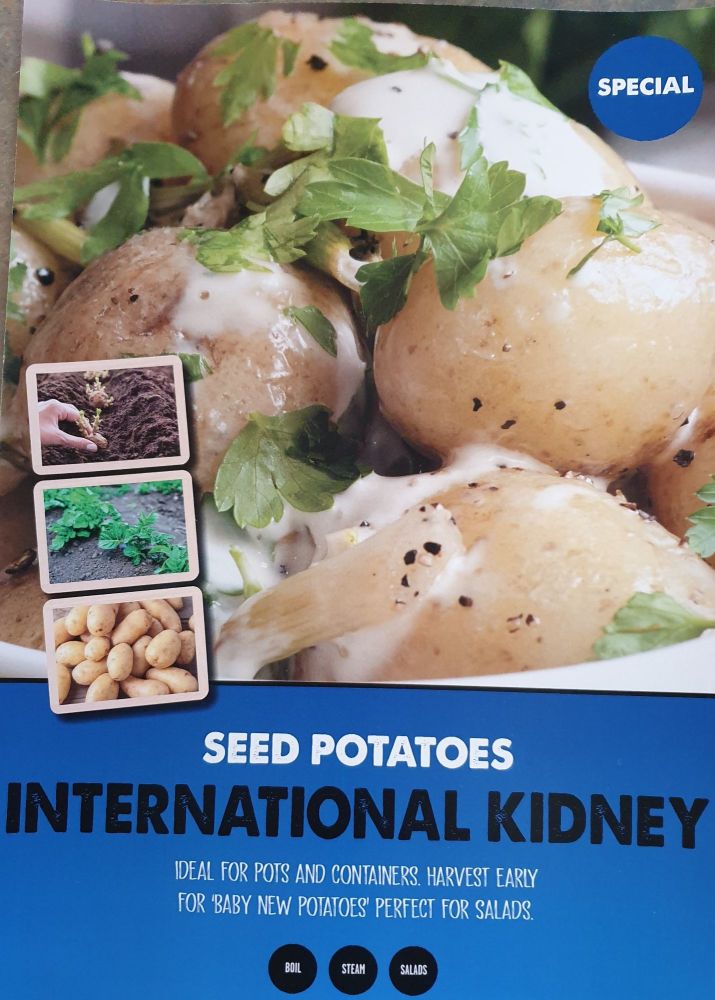 INTERNATIONAL KIDNEY seed potatoes main crop