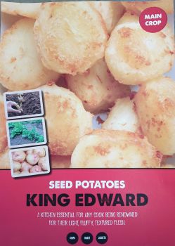 KING EDWARD seed potatoes main crop