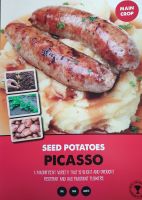 PICASSO seed potato main crop