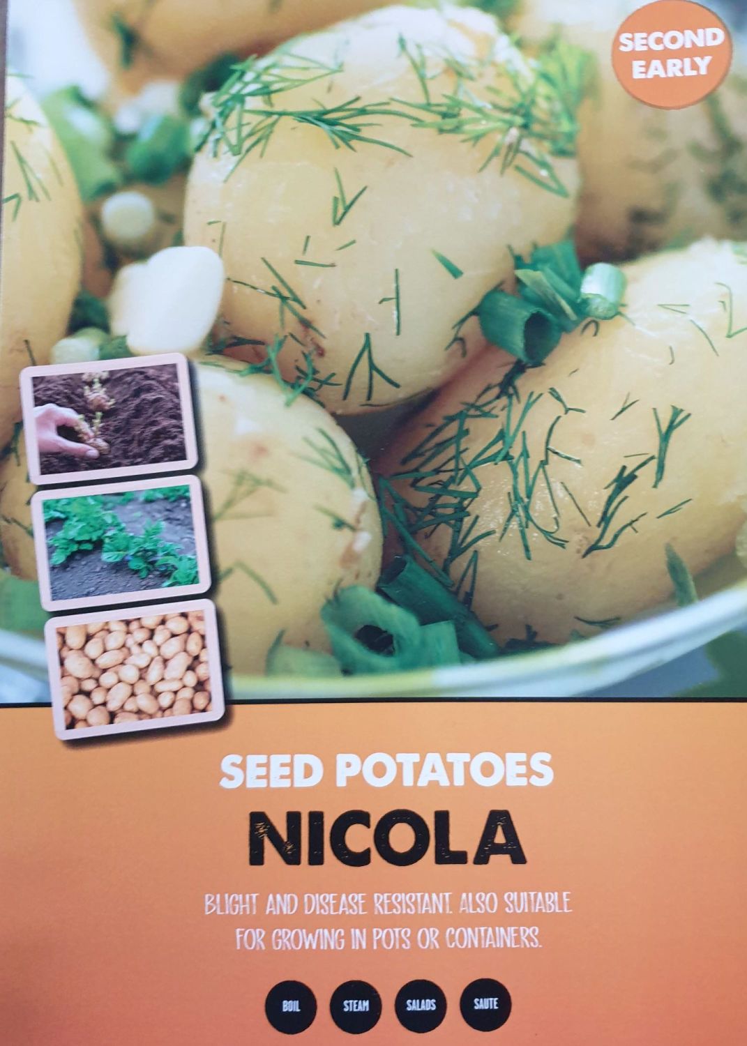 NICOLA second earlies seed potatoes