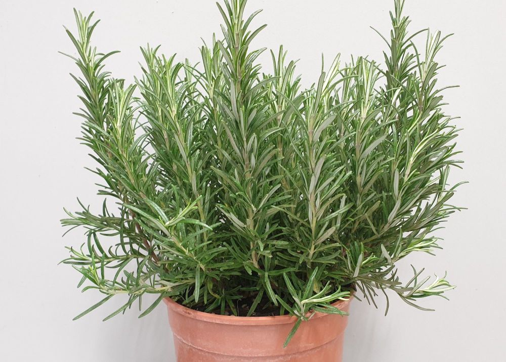 Rosemary Officinalis | Herbs & Plants | Drinagh Garden Centre
