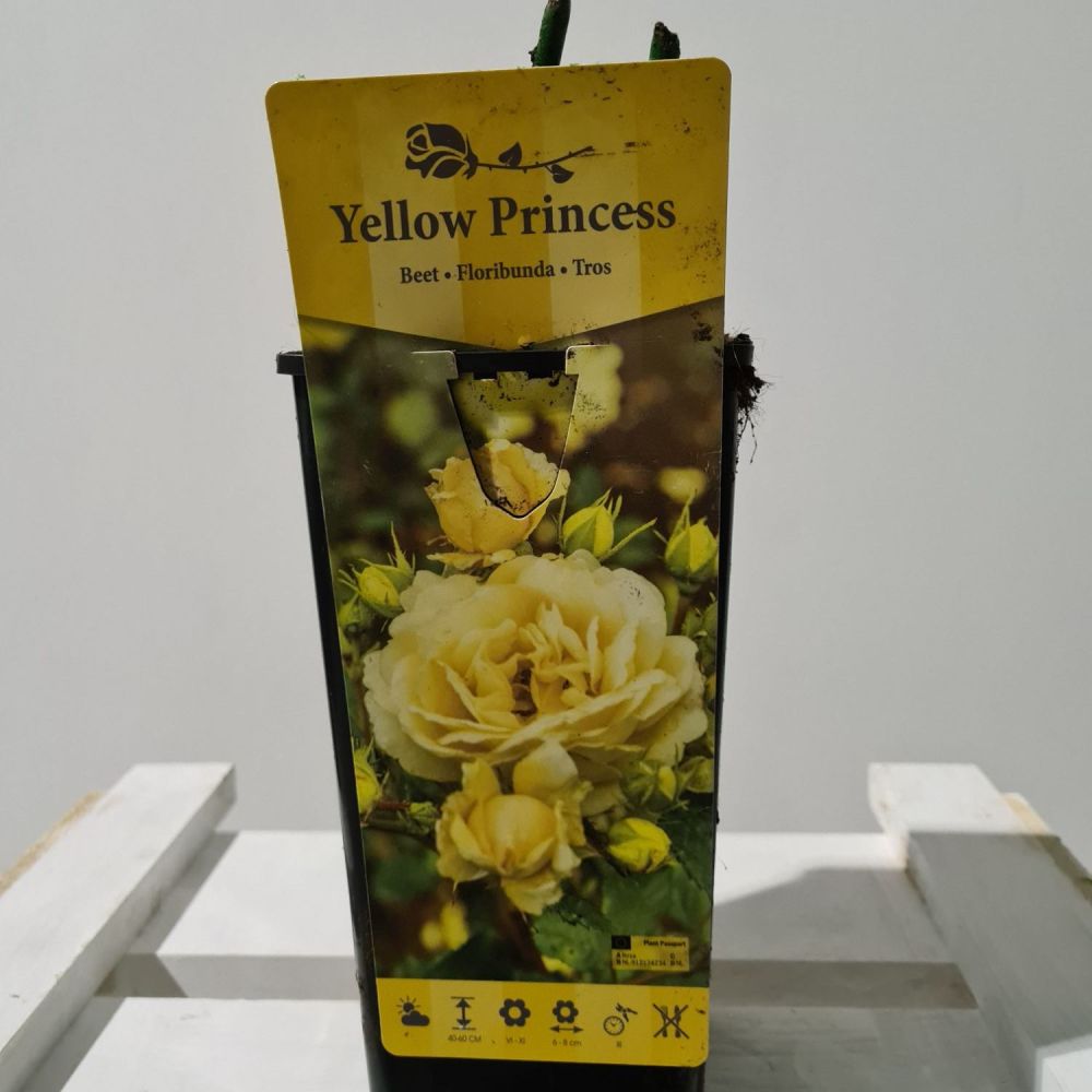 Rose Yellow Princess 