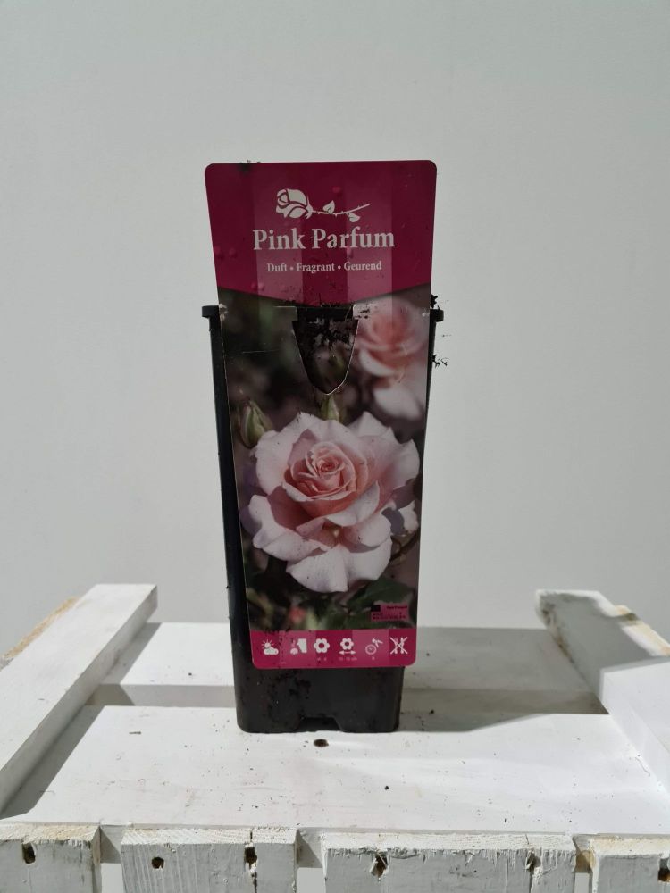 ROSA PINK PARFUME