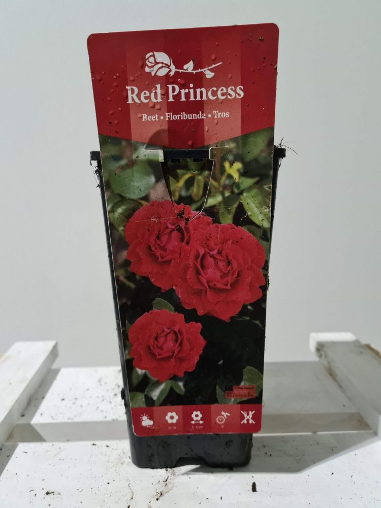 ROSA RED PRINCESS