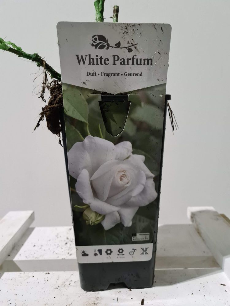 ROSA WHITE PARFUME