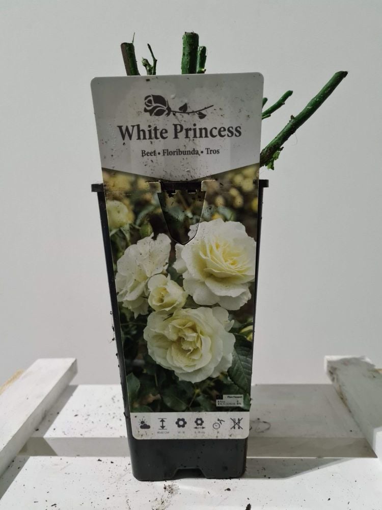 ROSA WHITE PRINCESS