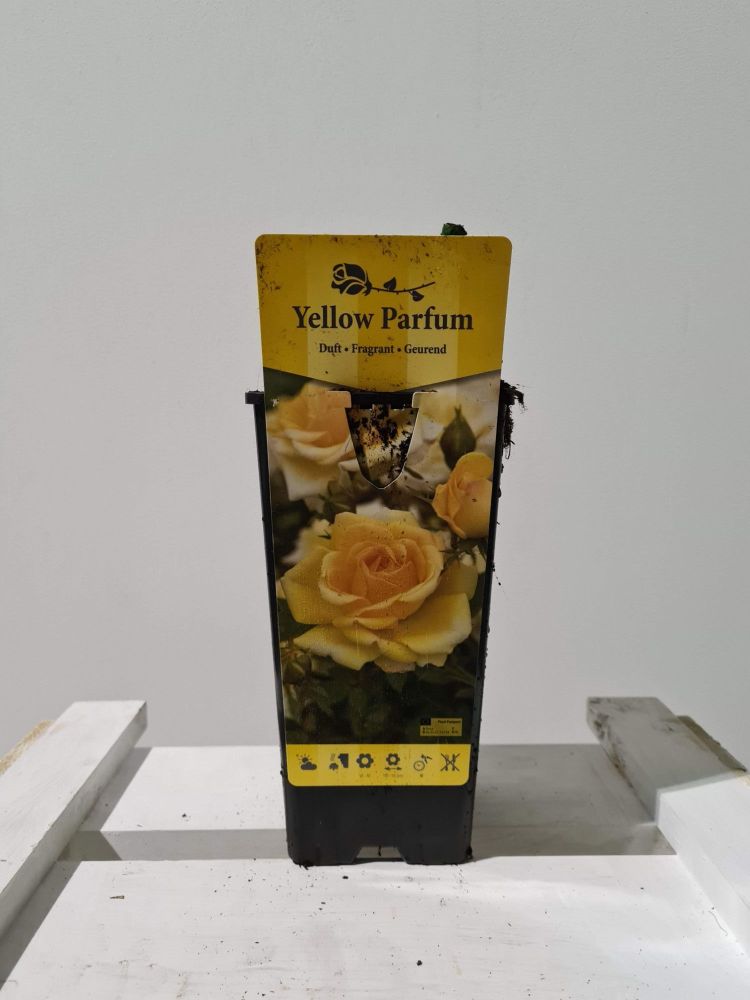 ROSA YELLOW PARFUME