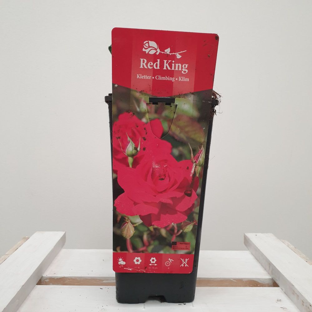 ROSA RED KING
