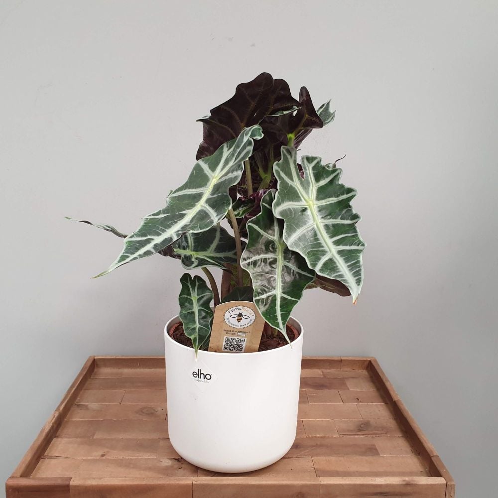 ALOCASIA POLLY Large