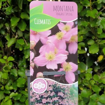 CLEMATIS MONTANA FRAGRANT SPRING