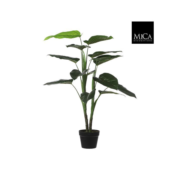PHILODENDRON IN POT h 100cm