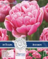 TULIP LATE PINK
