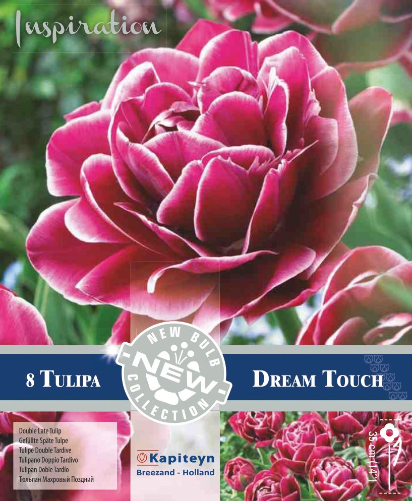 TULIP DOUBLE LATE DREAM TOUCH
