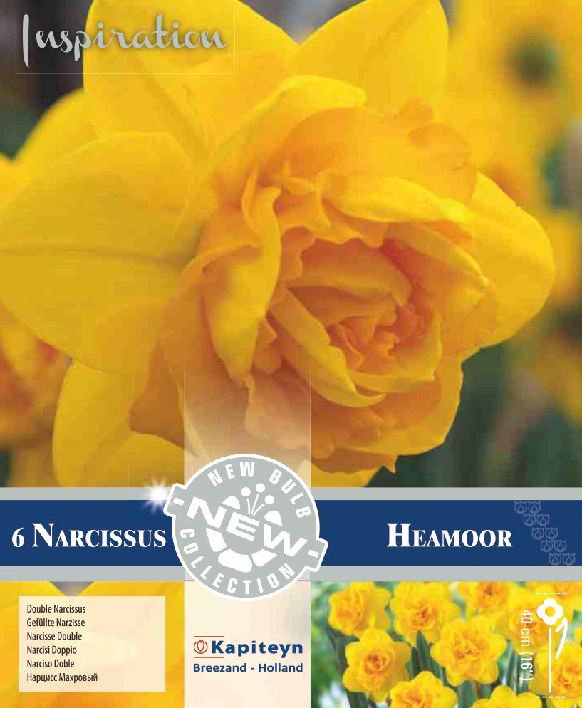 NARCISSUS DOUBLE HEAMOOOR
