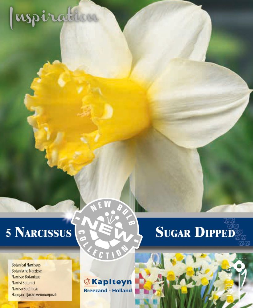 NARCISSUS LARGE CUPPED SUGAR DIPPED