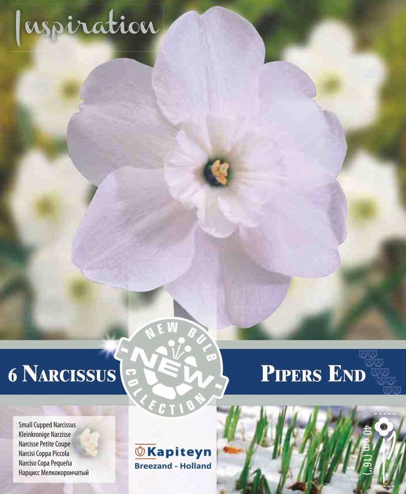 NARCISSUS SMALL PIPERS END
