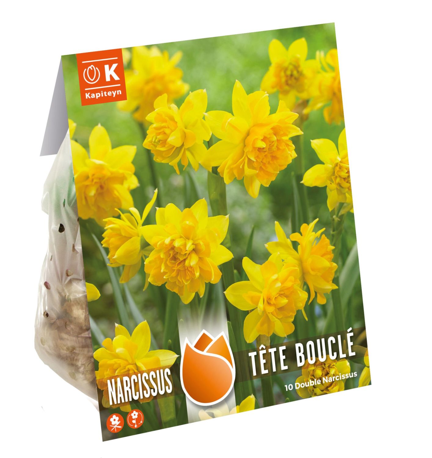 Narcissus tete boucle double bloom -kapiteyn spring bulbs - Drinagh ...