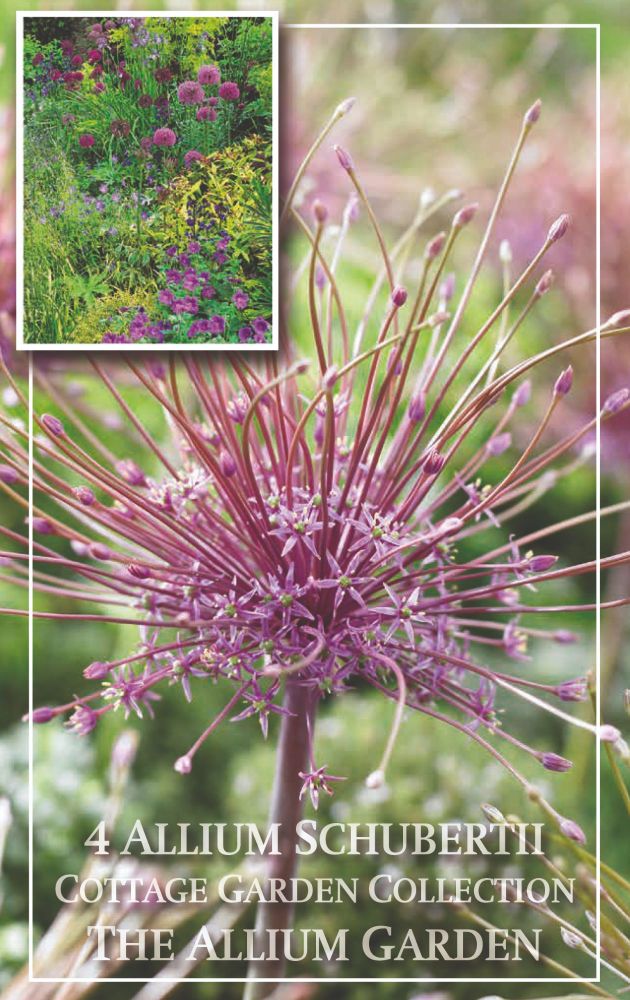 Allium Shugerii - Pack of 4 bulbs