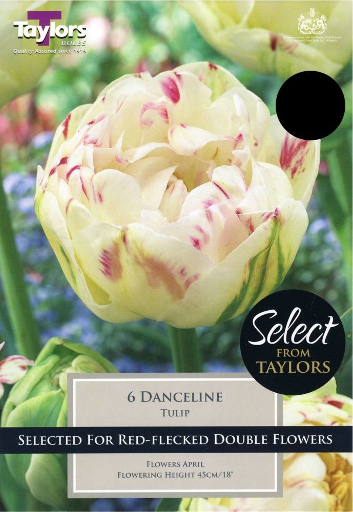 TULIP DANCELINE - SELECT