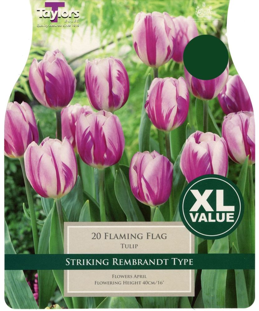 TULIP FLAMING FLAG - XL