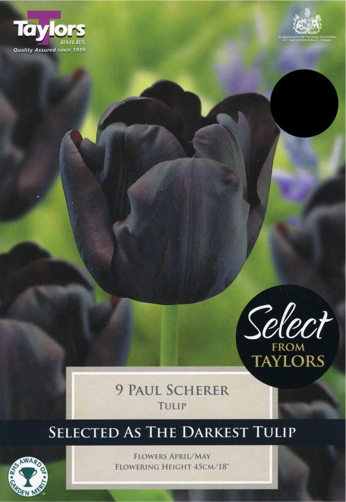 TULIP PAUL SCHERER - SELECT