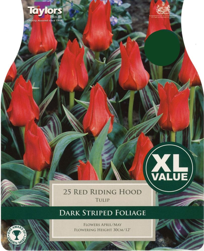 TULIP RED RIDING HOOD XL