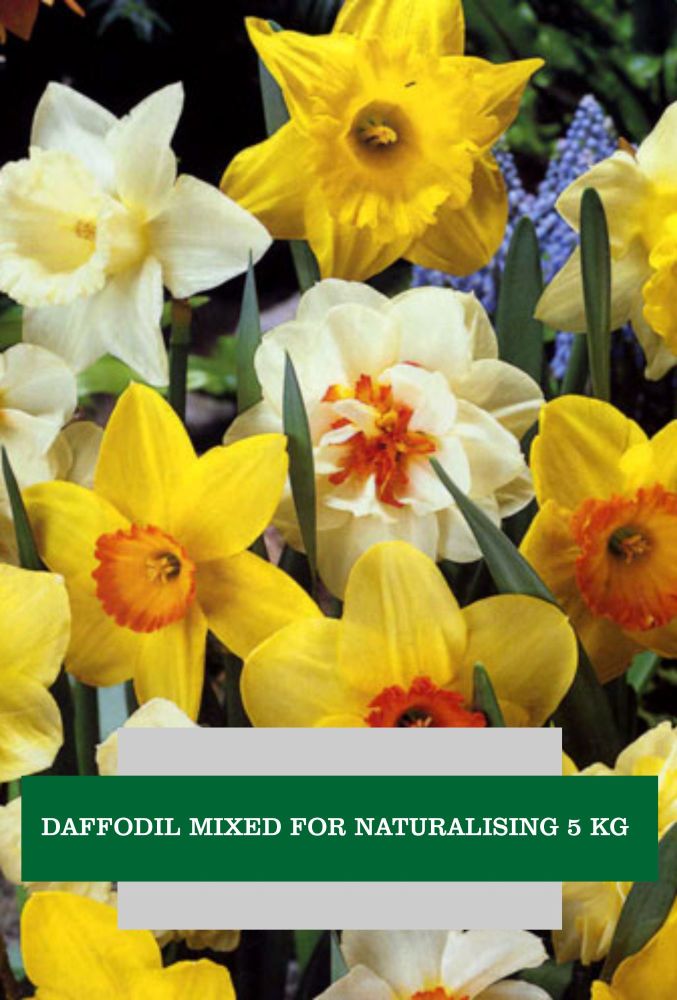 NARCISSUS MIXED FOR NATURALISING 5 KG