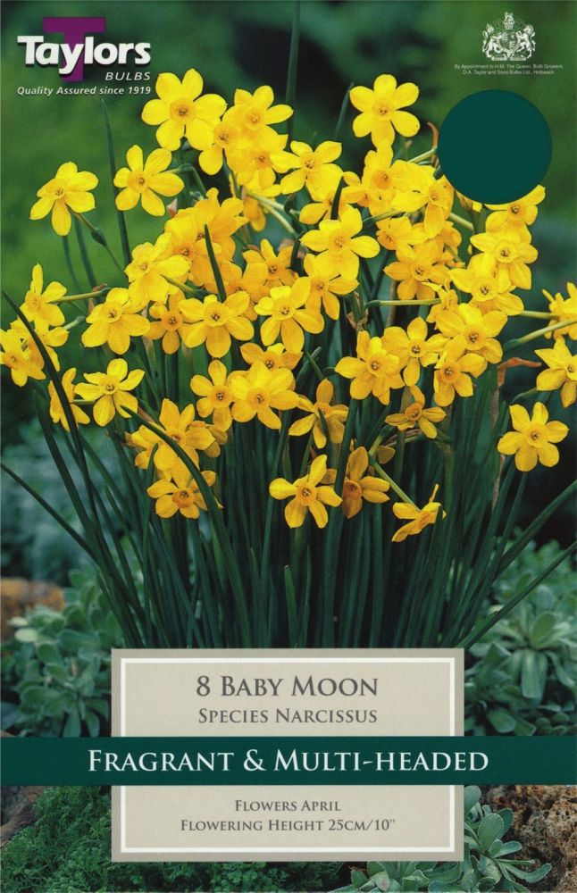 NARCISSUS BABY MOON