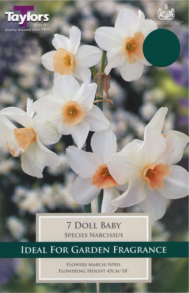 NARCISSUS DOLL BABY