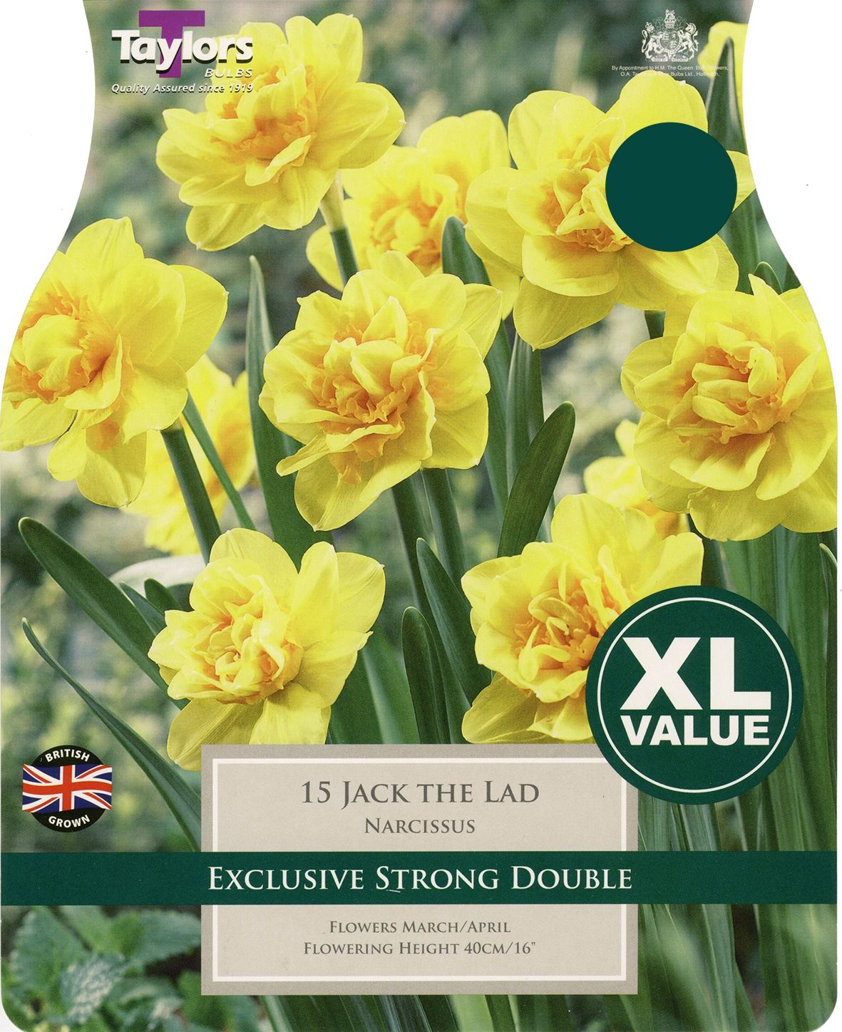 Narcissus jack the lad xl - Taylors spring bulbs - Drinagh garden cetre