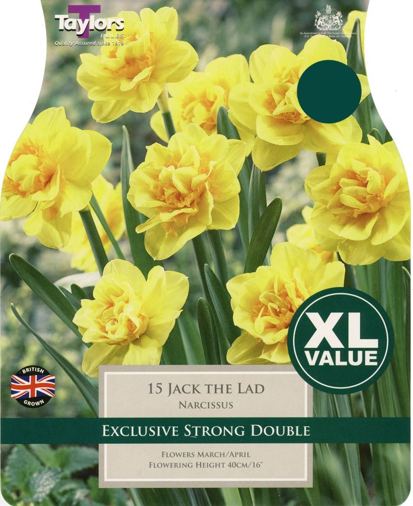 NARCISSUS JACK THE LAD - XL