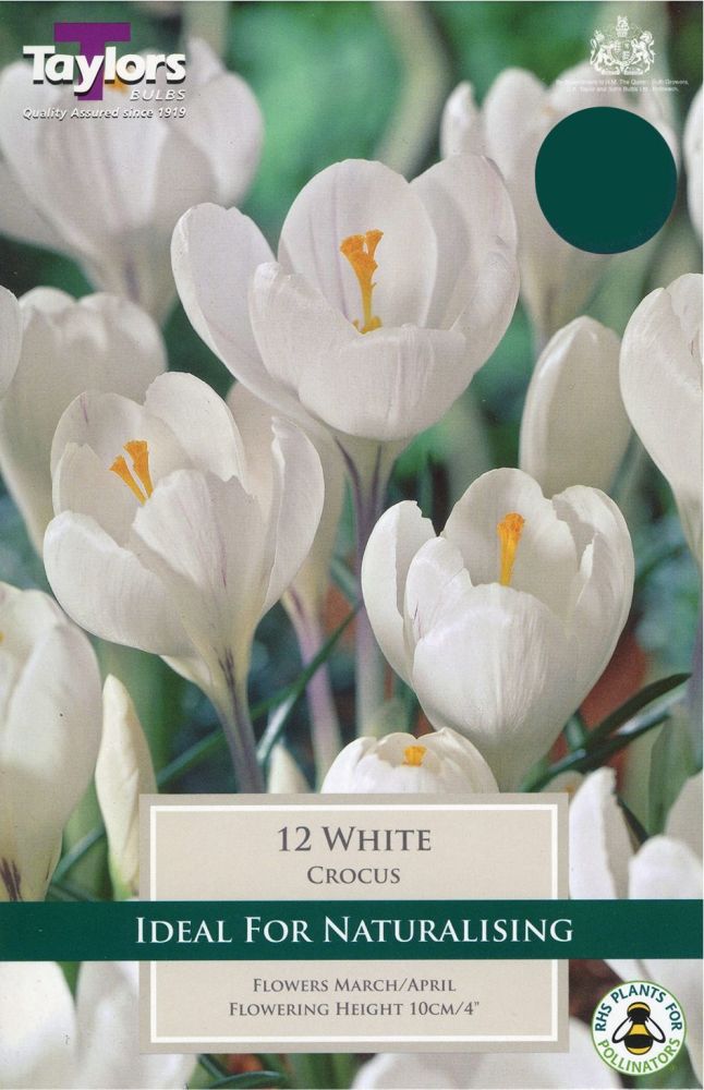 CROCUS WHITE