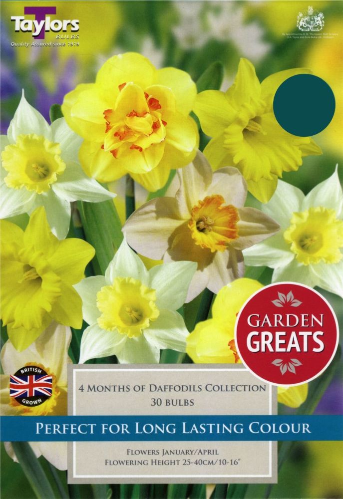 4 MONTHS OF DAFFODILS COLLECTION