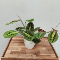 MARANTA LEUCONEURA 'FASCINATOR'