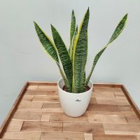 SANSEVIERIA TRIFASCIATA 'LAURENTII'
