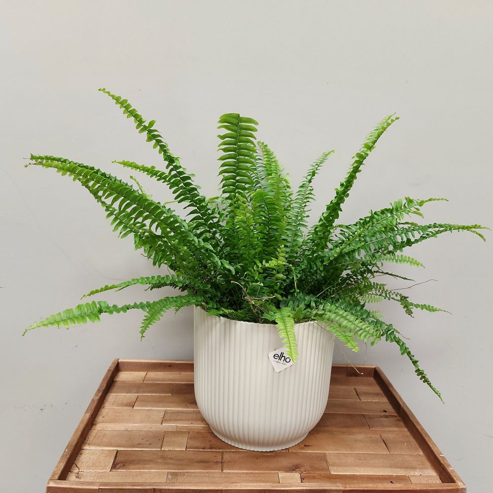 Nephrolepis Exal 'Green Lady'