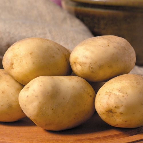 MARIS PIPER  second earlies seed potatoes
