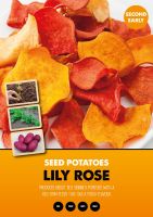 LILY ROSE second earlies seed potatoes