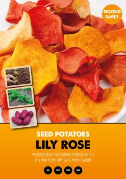 LILY ROSE second earlies seed potatoes