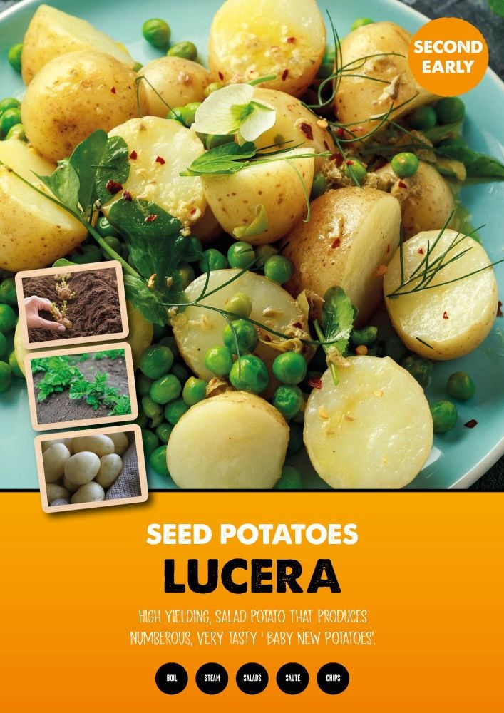 LUCERA  second earlies seed potatoes