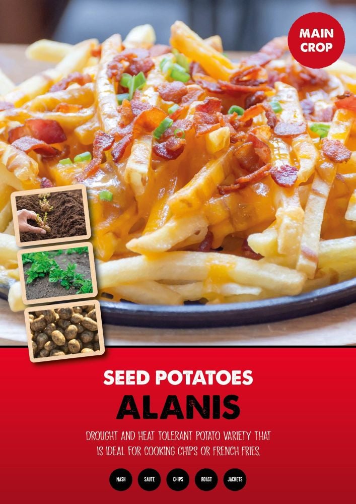 ALANIS seed potatoes main crop