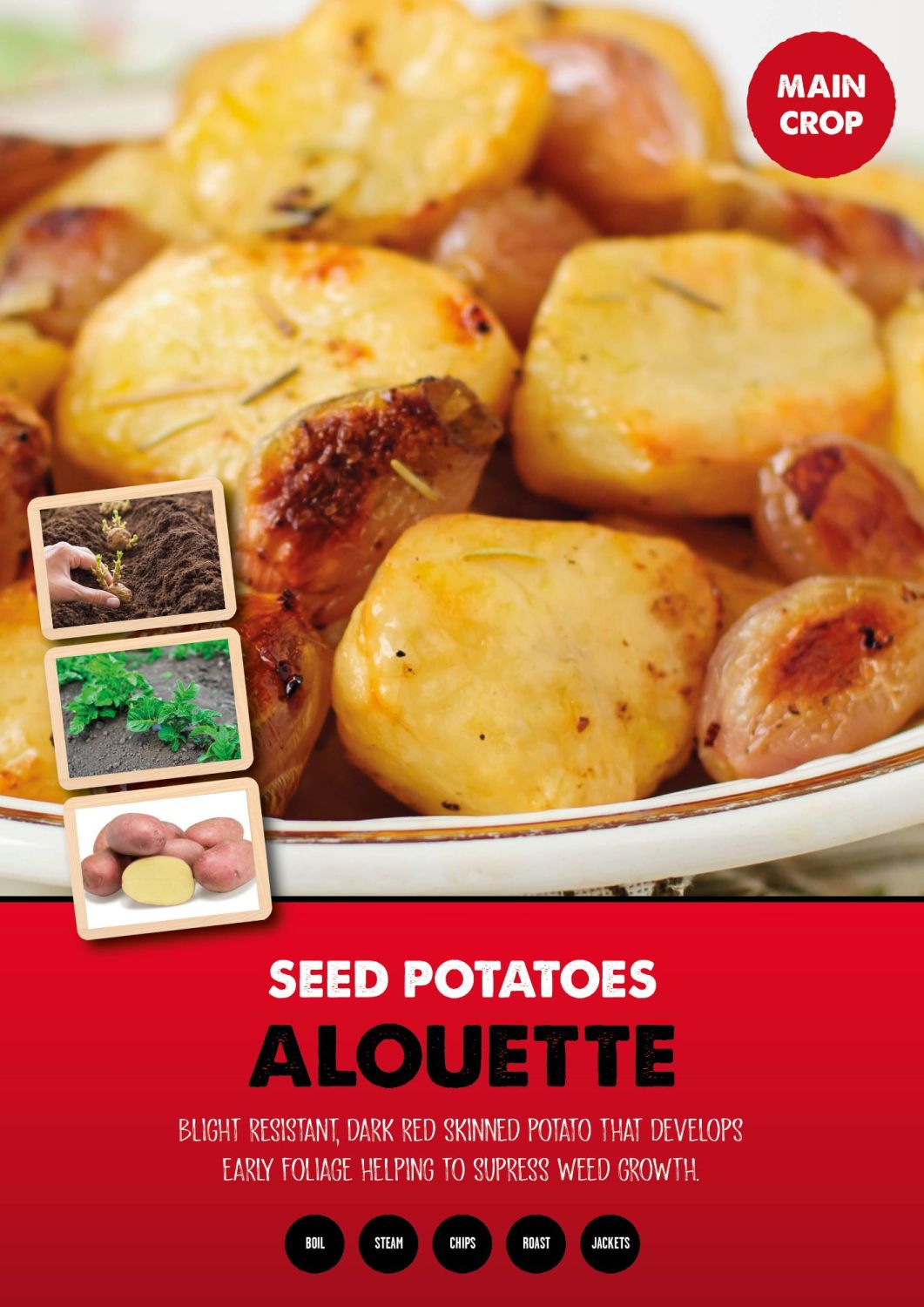 ALOUETTE seed potatoes main crop