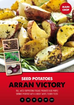 ARRAN VICTORY  seed potatoes main crop